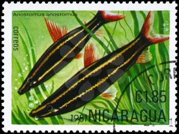 NICARAGUA - CIRCA 1981: A Stamp printed in NICARAGUA shows image of a Anostomus with the description Anostomus anostomus from the series Tropical Fish, circa 1981
