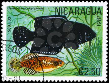 NICARAGUA - CIRCA 1981: A Stamp printed in NICARAGUA shows image of a Cynolebias with the description Cynolebias nigripinnis from the series Tropical Fish, circa 1981