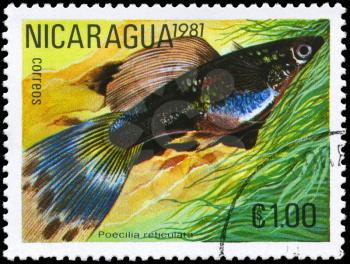 NICARAGUA - CIRCA 1981: A Stamp printed in NICARAGUA shows image of a Guppy with the description Poecilia reticulata from the series Tropical Fish, circa 1981
