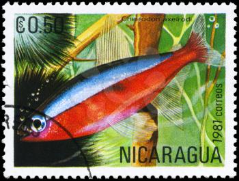 NICARAGUA - CIRCA 1981: A Stamp printed in NICARAGUA shows image of a Red Neon with the description Cheirodon axelrodi from the series Tropical Fish, circa 1981