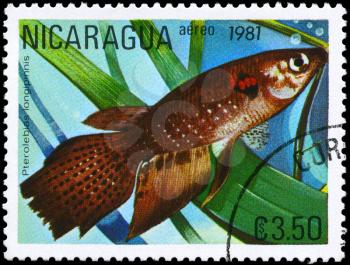 NICARAGUA - CIRCA 1981: A Stamp printed in NICARAGUA shows image of a Pterolebias with the description Pterolebias longipinnis from the series Tropical Fish, circa 1981