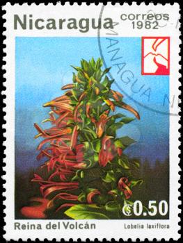 NICARAGUA - CIRCA 1982: A Stamp printed in NICARAGUA shows image of a Lobelia laxiflora, series, circa 1982