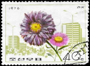 NORTH KOREA - CIRCA 1976: A Stamp printed in NORTH KOREA shows image of a China Aster, from the series Flowers, circa 1976