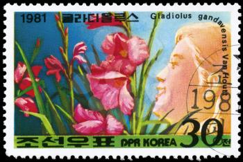 NORTH KOREA - CIRCA 1981: A Stamp printed in NORTH KOREA shows image of a Gladiolus Gandavensis Van Houtt, from the series Designs, circa 1981