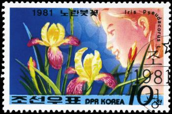 NORTH KOREA - CIRCA 1981: A Stamp printed in NORTH KOREA shows image of a Iris Pseudacorus, from the series Designs, circa 1981