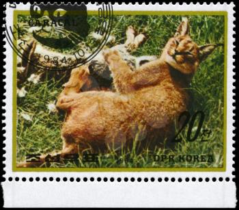 NORTH KOREA - CIRCA 1984: A Stamp printed in NORTH KOREA shows image of a Caracal with prey from the series Wild Animals, circa 1984