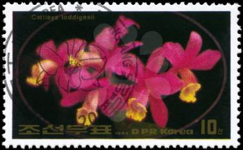 NORTH KOREA - CIRCA 1984: A Stamp printed in NORTH KOREA shows image of a Cattleya loddigesii, from the series Flowers, circa 1984