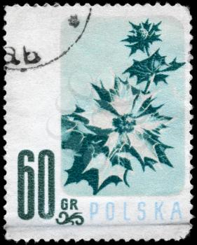 POLAND - CIRCA 1957: A Stamp printed in POLAND shows the Sea Holly, from the series Flowers, circa 1957