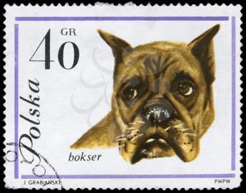 POLAND - CIRCA 1963: A Stamp printed in POLAND shows image of a Boxer from the series Dogs, circa 1963