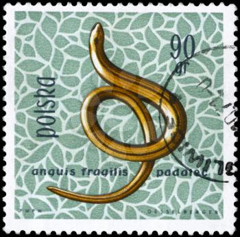 POLAND - CIRCA 1963: A Stamp printed in POLAND shows the image of a Slowworm with the description Anguis fragilis, series, circa 1963