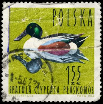 POLAND - CIRCA 1964: A Stamp shows image of a Shoveler with the designation Spatula clypeata from the series Waterfowl, circa 1964
