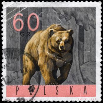 POLAND - CIRCA 1965: A Stamp printed in POLAND shows image of a Brown Bear, series, circa 1965