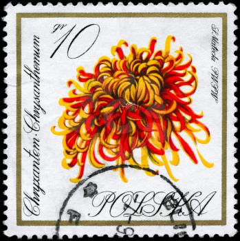 POLAND - CIRCA 1966: A Stamp shows image of a Chrysanthemum from the Flowers series, 
circa 1966