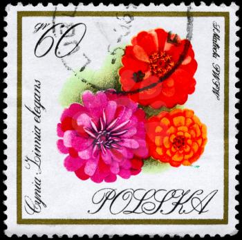 POLAND - CIRCA 1966: A Stamp shows image of a Zinnias from the Flowers series, circa 1966