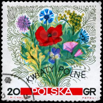 POLAND - CIRCA 1967: A Stamp printed in POLAND shows image of a Flowers of the Meadows, series, circa 1967