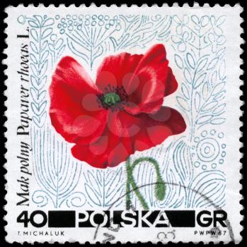POLAND - CIRCA 1967: A Stamp printed in POLAND shows image of a Poppy flower, with the description Papaver rhoeas, series, circa 1967