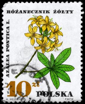 POLAND - CIRCA 1967: A Stamp printed in POLAND shows the Rhododendron, with the description Azalea pontica, from the series Medicinal Plants, circa 1967