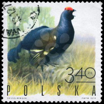 POLAND - CIRCA 1970: A Stamp shows image of a Black Grouse from the series Game Birds, circa 1970