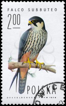 POLAND - CIRCA 1974: A Stamp shows image of a Hobby Falcon with the inscription Falco subbuteo devoted to 30th anniversary of the liberation of Warsaw, circa 1974
