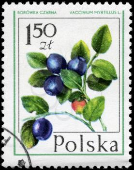 POLAND - CIRCA 1977: A Stamp printed in POLAND shows image of a Bilberry Vaccinium myrtillus, from the series Forest Fruits, circa 1977
