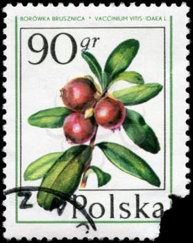 POLAND - CIRCA 1977: A Stamp printed in POLAND shows image of a Cowberry Vaccinium vitis-idaea, from the series Forest Fruits, circa 1977