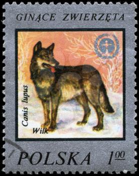 POLAND - CIRCA 1977: A Stamp printed in POLAND shows image of a Wolf and Wildlife Fund Emblem with the description Canis lupus from the series Wildlife protection, circa 1977