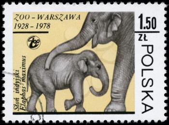 POLAND - CIRCA 1978: A Stamp printed in POLAND shows image of a Indian Elephants from the series Warsaw Zoological Gardens, 50th anniv., circa 1978