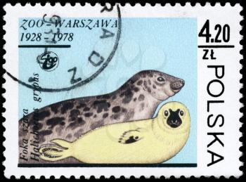 POLAND - CIRCA 1978: A Stamp printed in POLAND shows image of a Gray Seals with the description Halichoerus grypus from the series Animals, circa 1978