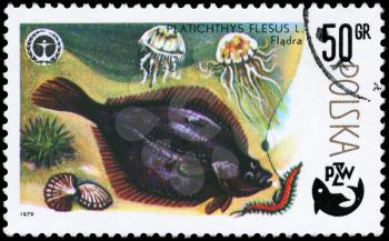 POLAND - CIRCA 1979: A Stamp printed in POLAND shows image of a Flounder with the description Platichthys flesus from the series Fish and Environmental Protection Emblem, circa 1979