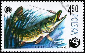 POLAND - CIRCA 1979: A Stamp printed in POLAND shows image of a Pike with the description Esox lucius from the series Fish and Environmental Protection Emblem, circa 1979