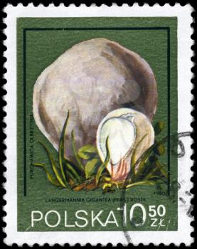 POLAND - circa 1980: A Stamp printed in POLAND shows the Langermannia gigantea, series, circa 1980