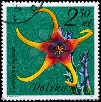 POLAND - CIRCA 1981: A Stamp shows image of a Caralluma with the designation Caralluma lugardi from the series Flowering Succulent Plants, circa 1981