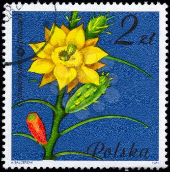 POLAND - CIRCA 1981: A Stamp shows image of a Cylindropuntia with the designation Cylindropuntia leptocaulis from the series Flowering Succulent Plants, circa 1981