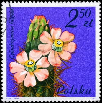 POLAND - CIRCA 1981: A Stamp shows image of a Jumping Cholla with the designation Cylindropuntia fulgida from the series Flowering Succulent Plants, circa 1981