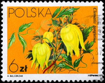 POLAND - CIRCA 1984: A Stamp shows image of a Clematis tangutica, series, circa 1984