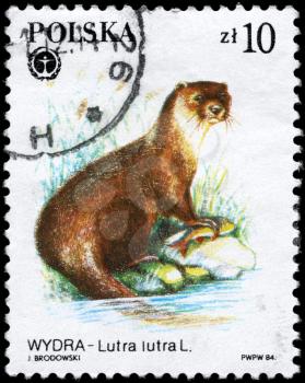 POLAND - CIRCA 1984: A Stamp printed in POLAND shows image of a European Otter with the description Lutra lutra from the series Protected Animals, circa 1984