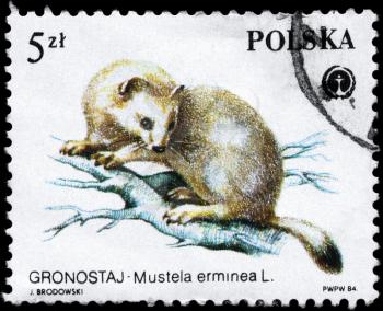 POLAND - CIRCA 1984: A Stamp printed in POLAND shows image of a Stoat with the description Mustela erminea from the series Protected Animals, circa 1984