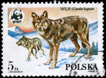POLAND - CIRCA 1985: A Stamp printed in POLAND shows image of a Wolves and Wildlife Fund Emblem with the description Canis lupus from the series Endangered Wildlife, circa 1985