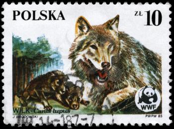 POLAND - CIRCA 1985: A Stamp printed in POLAND shows image of a Wolves and Wildlife Fund Emblem with the description Canis lupus from the series Endangered Wildlife, circa 1985