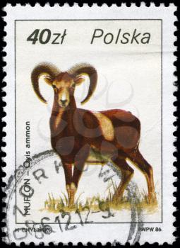 POLAND - CIRCA 1986: A Stamp printed in POLAND shows image of a Argali with the description Ovis ammon from the series Wildlife, circa 1986