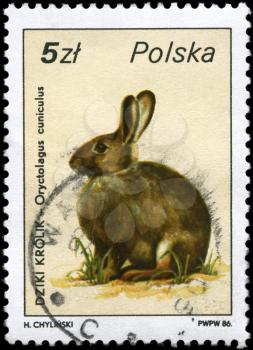 POLAND - CIRCA 1986: A Stamp printed in POLAND shows image of a European Rabbit with the description Oryctolagus cuniculus from the series Wildlife, circa 1986