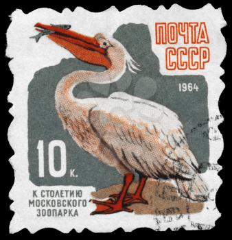 USSR - CIRCA 1964: A Stamp printed in USSR shows image of a Pelican from the series 100th anniv. of the Moscow zoo, circa 1964