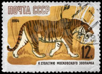 USSR - CIRCA 1964: A Stamp printed in USSR shows image of a Tiger from the series 100th anniv. of the Moscow zoo, circa 1964