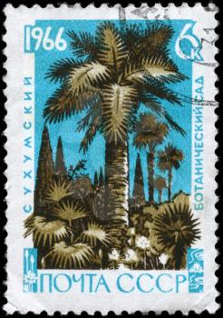 USSR - CIRCA 1966: A Stamp printed in USSR shows the Palms and Cypresses, from the series Sukhum Botanical Garden, 125th anniv., circa 1966