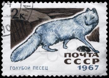 USSR - CIRCA 1967: A Stamp printed in USSR shows image of a Arctic Blue Fox from the series Fur-bearing Animals, circa 1967