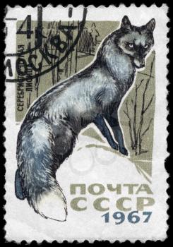 USSR - CIRCA 1967: A Stamp printed in USSR shows image of a Silver Fox from the series Fur-bearing Animals, circa 1967