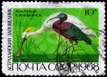 USSR - CIRCA 1968: A Stamp printed in USSR shows image of a Eurasian Spoonbill and Glossy Ibis from the series Astrakhan state reservations, circa 1968
