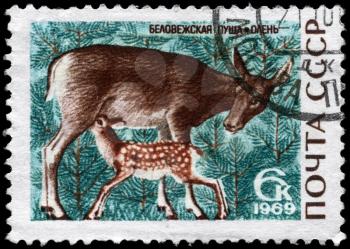 USSR - CIRCA 1969: A Stamp printed in USSR shows image of a Doe and Fawn (Red Deer) from the series Belovezhskaya Forest reservation, circa 1969
