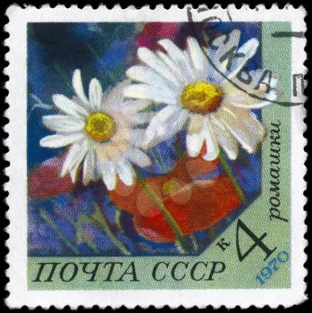USSR - CIRCA 1970: A Stamp printed in USSR shows image of a Daisy, series, circa 1970