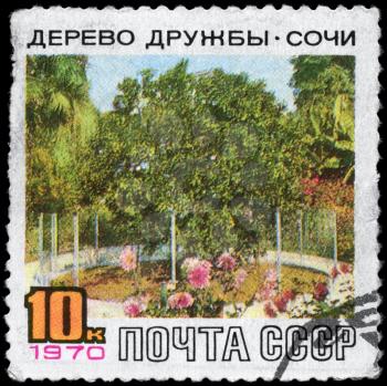 USSR - CIRCA 1970: A Stamp printed in USSR shows the Friendship Tree, Sochi, circa 1970